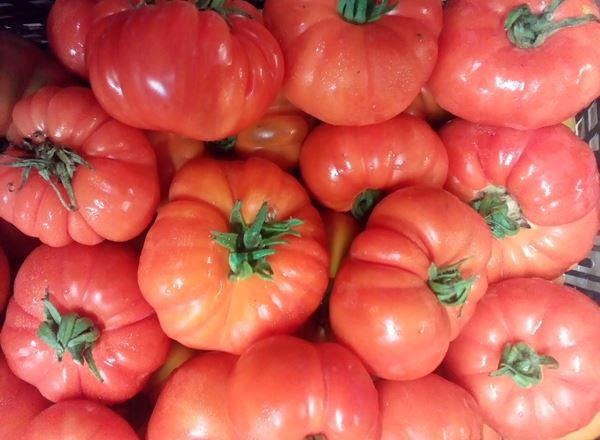 Tomatoes - Marmonde