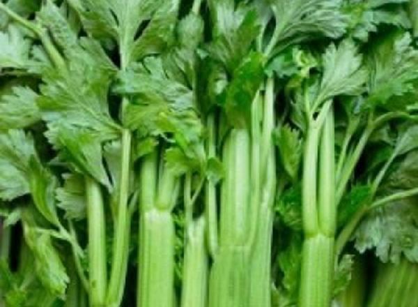 Celery - Organic (pack)