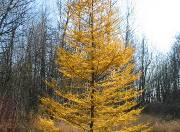 Larch/ Tammarck
