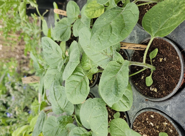 ( Potted x1) Cape gooseberry - small (Own Grown)