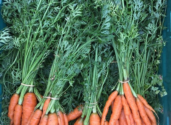 Bunched carrots