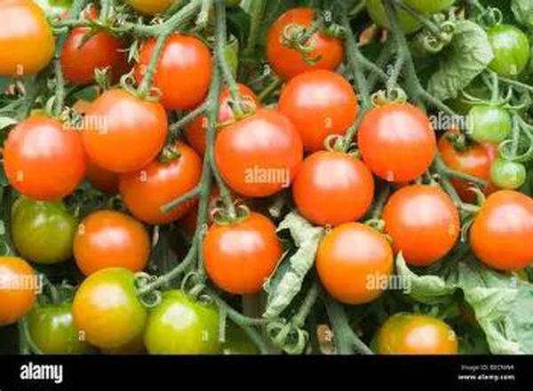 Henbant Cherry Tomatoes 200g