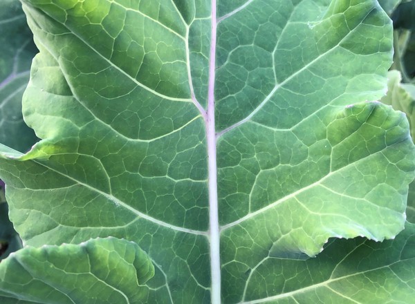 Collard Greens (Own Grown)