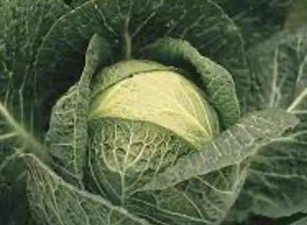 Cabbage, Savoy 🇵🇹