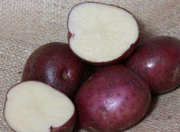 Potato: Arran Victory