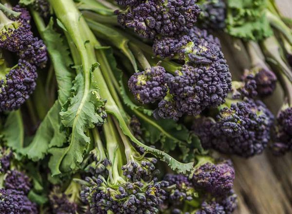 Purple Sprouting Broc EKG