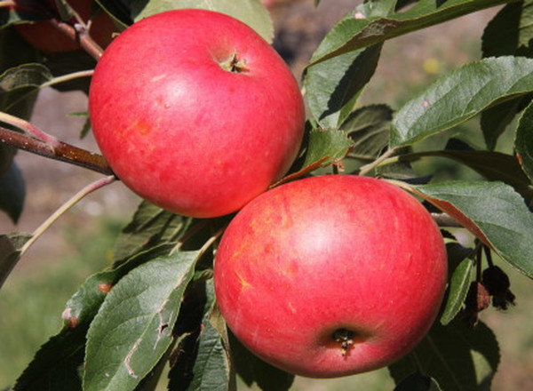 Apple- Discovery (500g) (Organic)