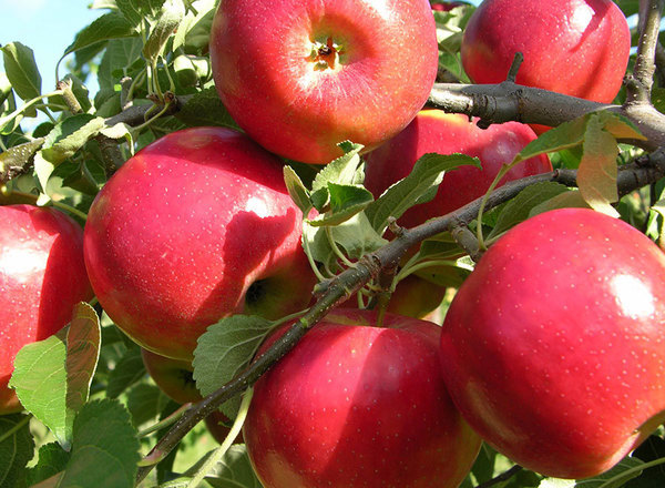 Crimson Crisp Apple Tree