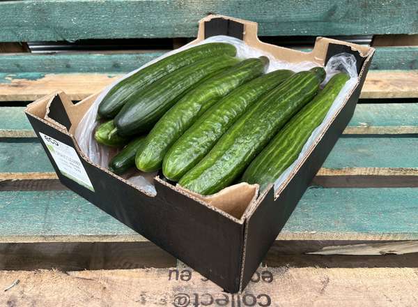 Organic Cucumber
