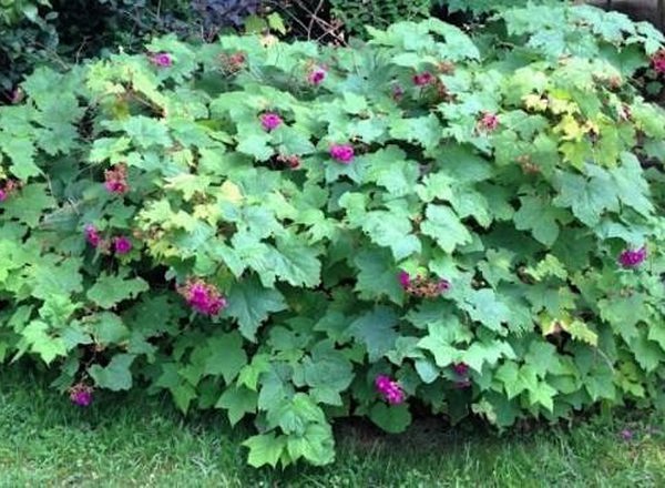 Raspberry - Rubus Odoratus