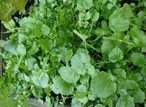 Watercress 100g (Own Grown)