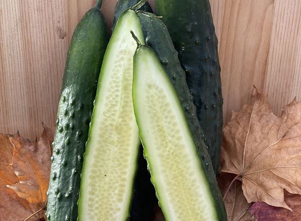 Cucumbers, shorts - Individual - Organic