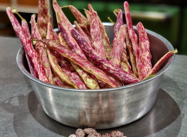 Beans Borlotti
