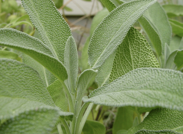 Herb - Sage Leaves LC