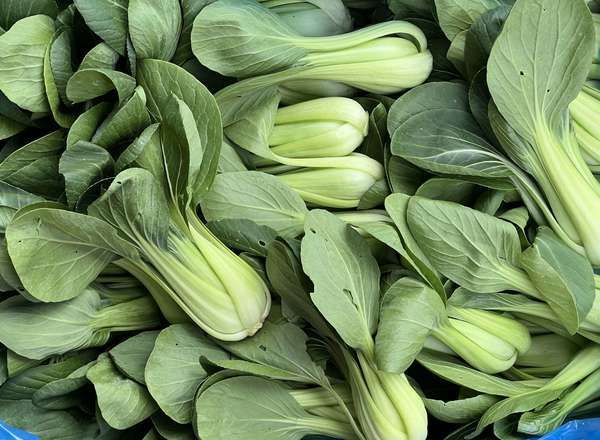 Organic Pak Choi