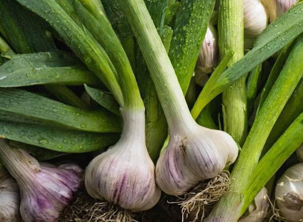 Garlic Bulb add on