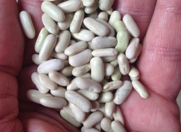 french bean seed - dwarf
