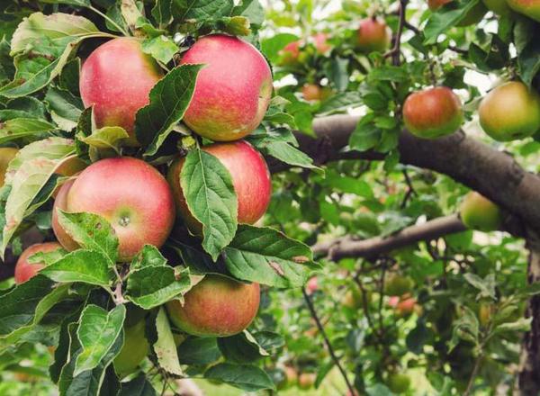 Honey Crisp Apple Tree