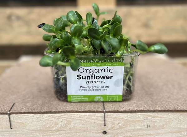 Microgreens - Sunflower Greens (Herefordshire, UK)