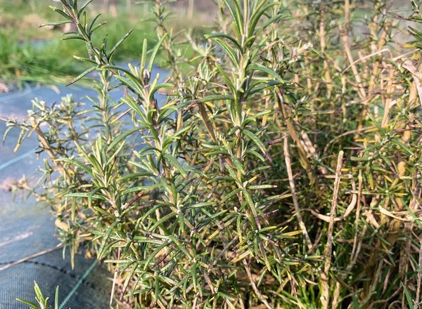 Rosemary