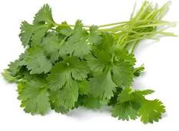 Coriander - fresh organic