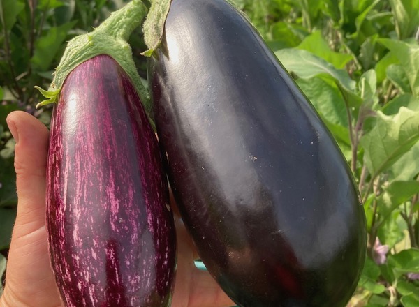 Aubergine