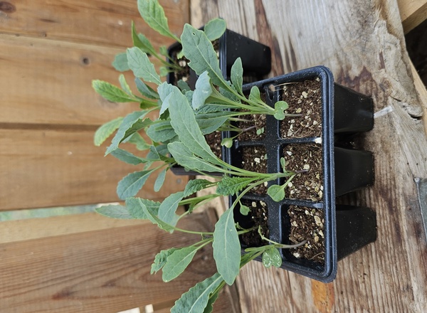 ( Plugs x6) Kale - Nero di Toscana (Own Grown)