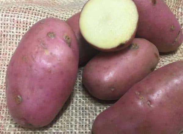 Potato: Red (Sarpo Axona)