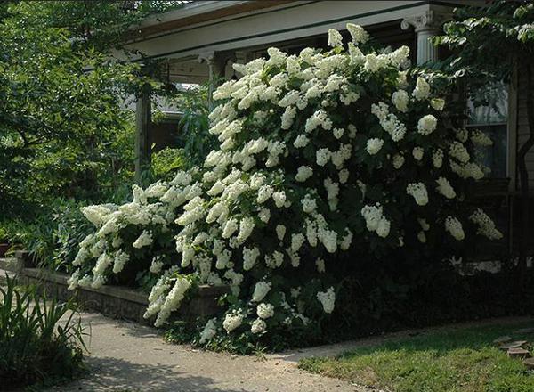 Hydrangea - Quercifolia