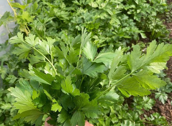 Enfys Veg Parsley add on