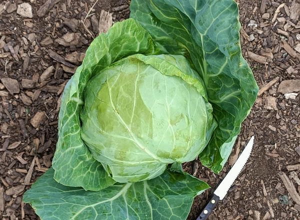 Cabbage