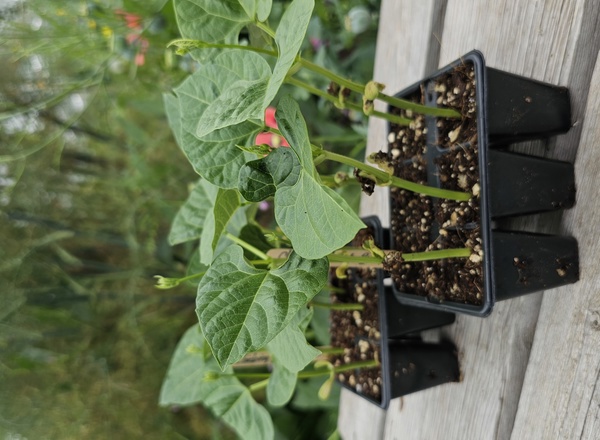 ( Plugs x6) Bean - Golden Gate (Own Grown)