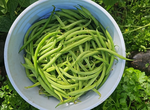 French Beans