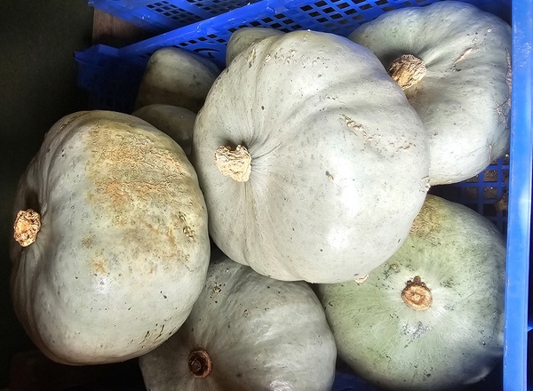 Crown Prince Squash