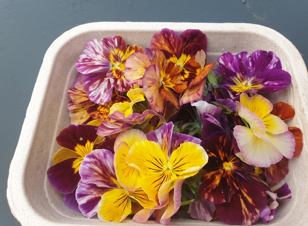 Edible Flowers Viola Mix