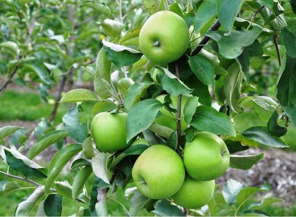 Granny Smith Apple Tree