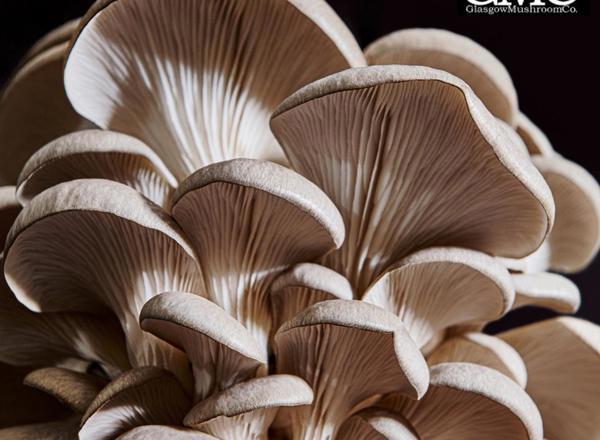 Glasgow Mushroom Company: Grey Oyster