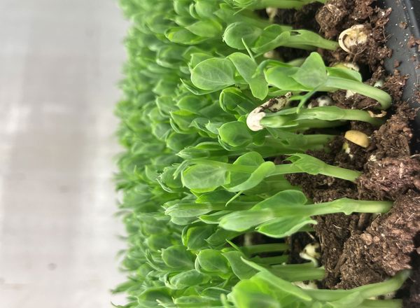 Pea shoots