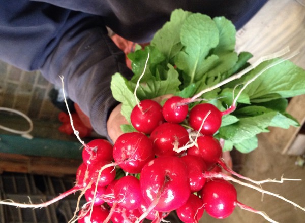 Radish Bunched