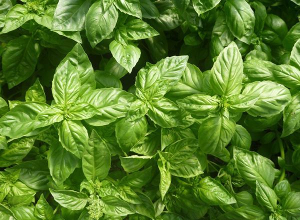 Basil - 50g