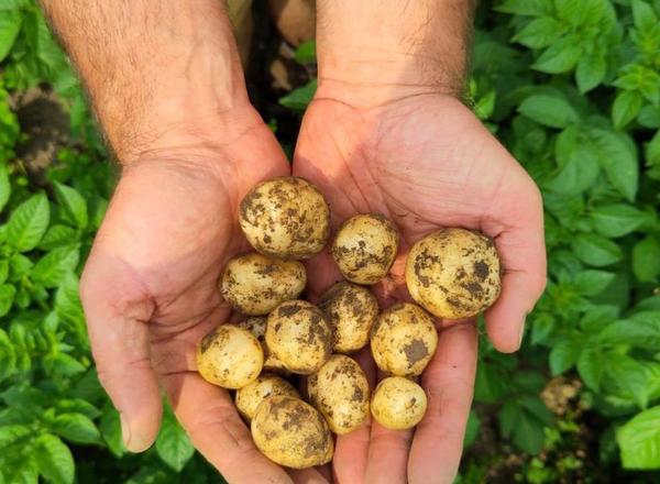 Locavore New Potatoes