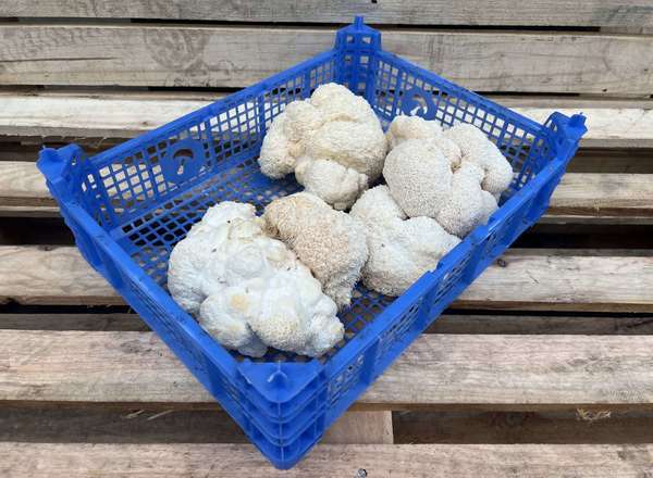 Organic Lions Mane Mushroom