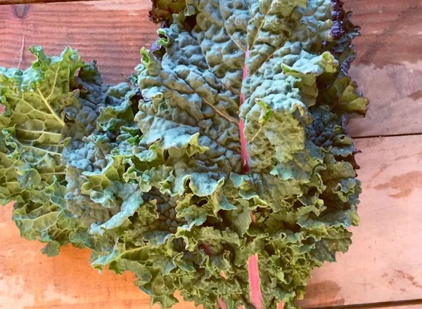 Kale - tuscan rainbow