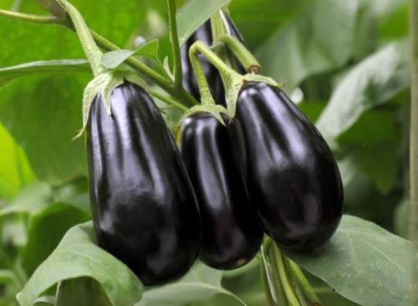Aubergine