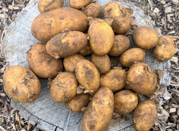 New potatoes