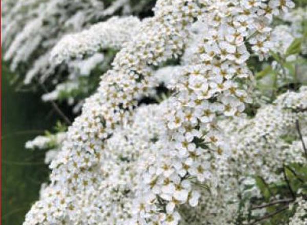 Spirea - Various Varieties (see description)