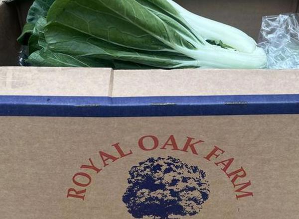 Pak Choi Royal Oak