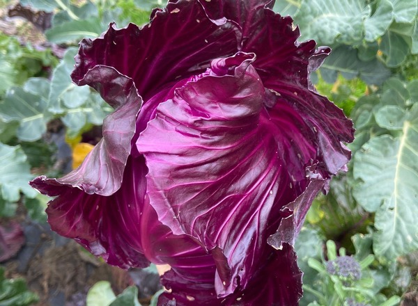 Red cabbage