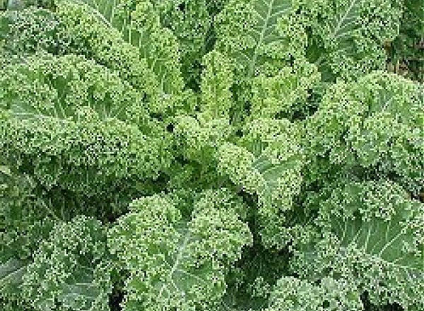 Curly kale