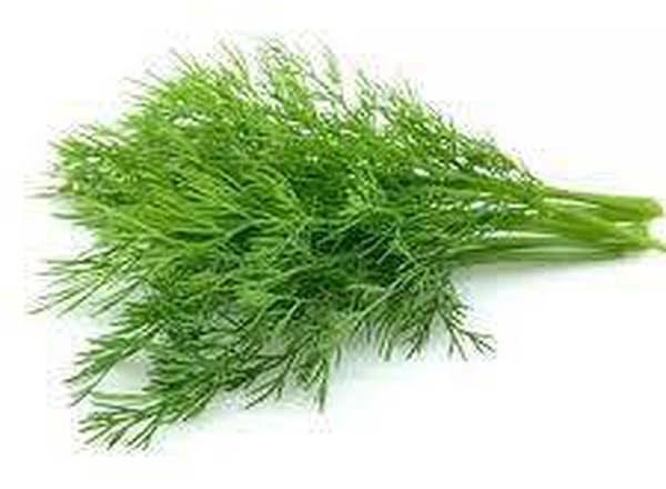 Dill - fresh organic